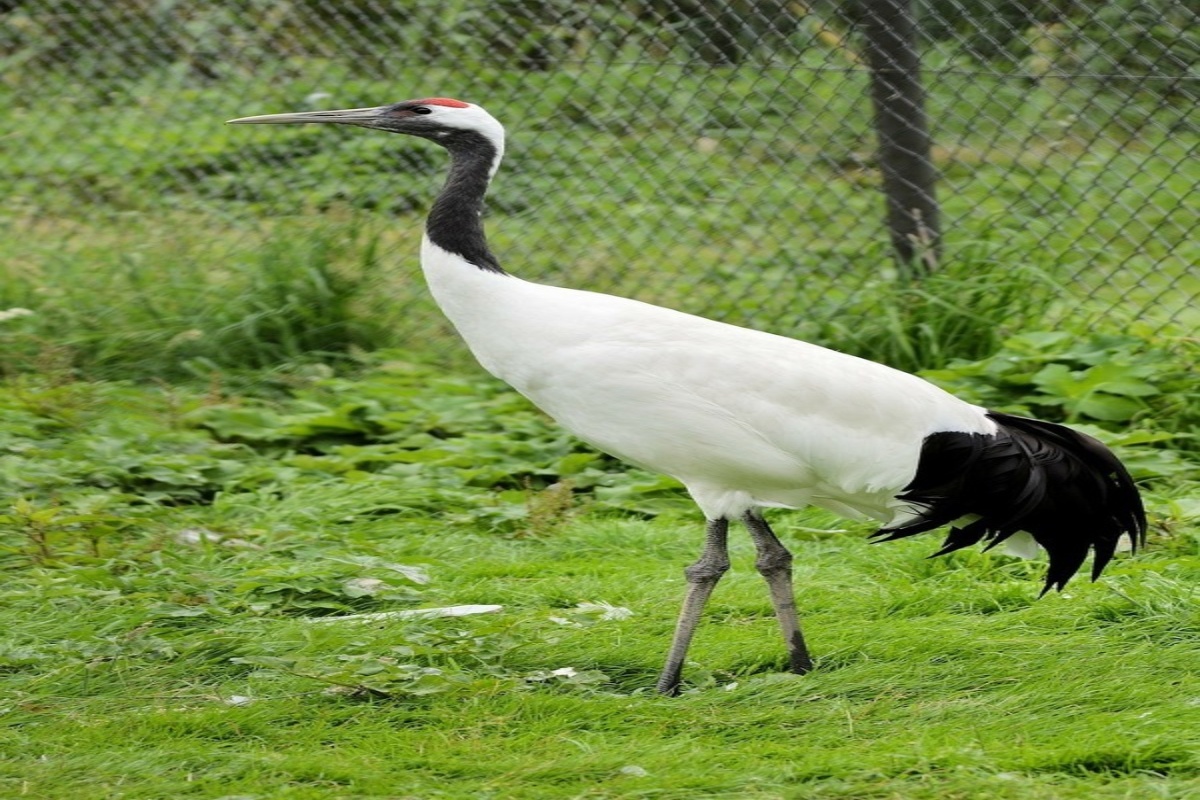 動物行動学から学ぶ恋愛アプローチ ペンギンのプレゼント攻撃 クモの駆け引き Etc