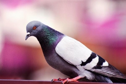 みんなのご意見番 ハト顔 自分勝手な人との相性は どうぶつ顔診断