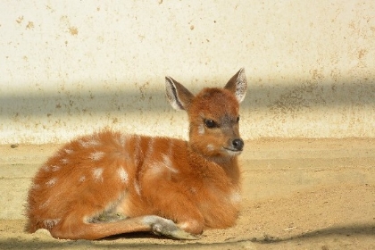 バンビ顔 は富も名声も手に入れる強運の持ち主 どうぶつ顔診断
